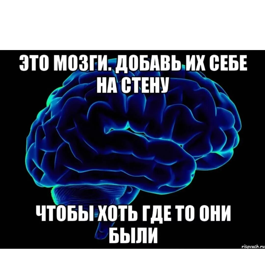 Выносить мозг. Выношу мозг. Профессор преображенский цитаты разруха. Комиксы в параллельной вселенной коты. Цитаты про отсутствие мозгов.