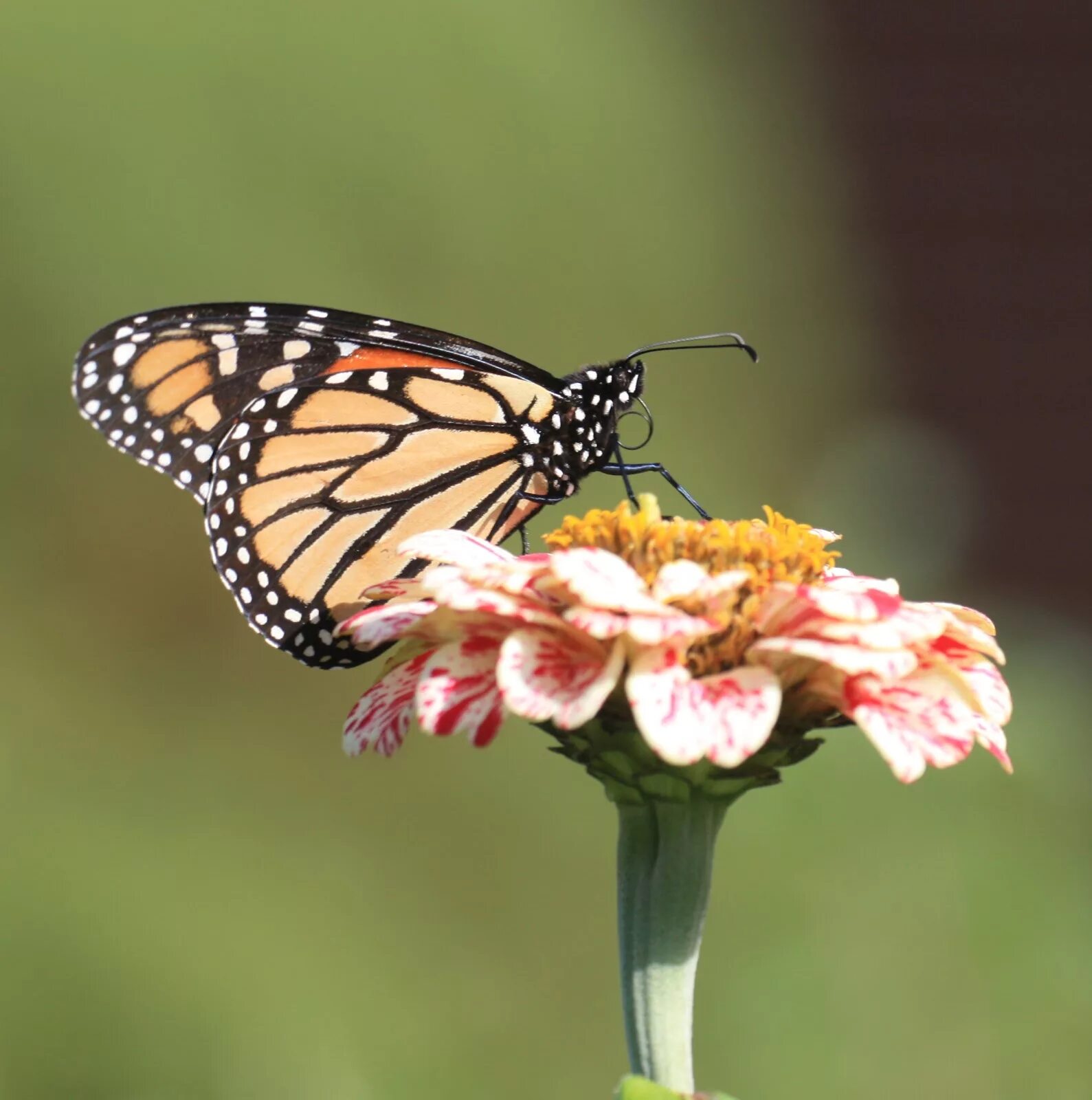 сколько ног у бабочки. сколько ног у бабочки. лапки бабочки. ноги бабочкой. бабочка вблизи.