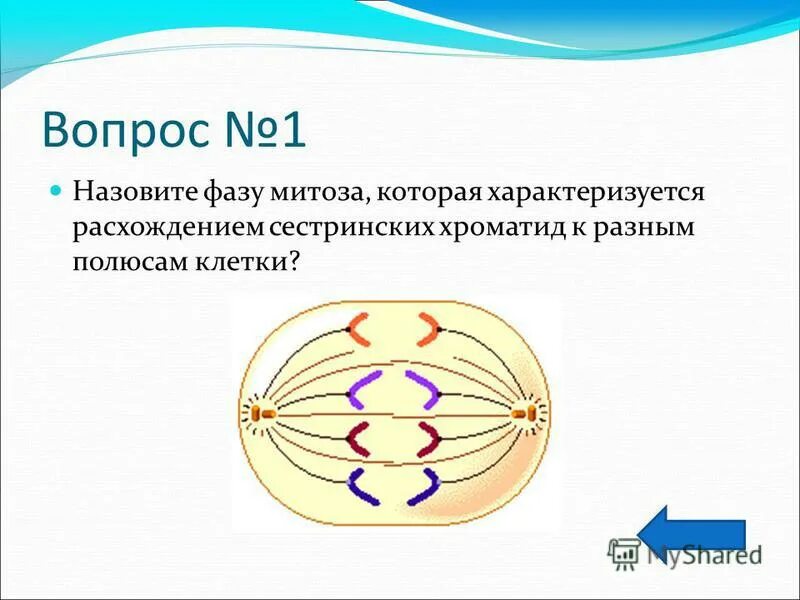 Соматические и половые клетки. Деление клеток - что это, определение и ответ