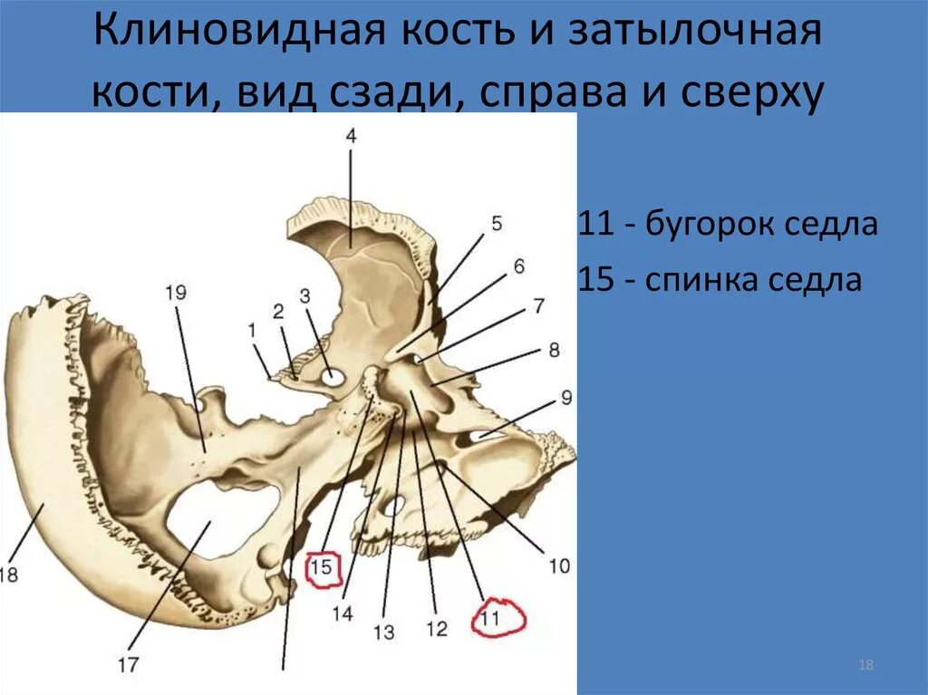 Турецкие седло кость. Клиновидная кость кость анатомия. Отростки клиновидной кости черепа. Бугорок седла клиновидной кости. Клиновидная кость анатомия бугорок седла.