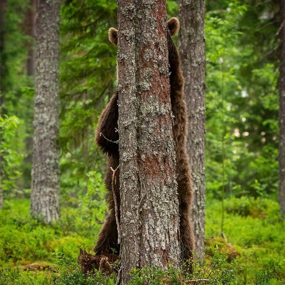 Медведь выглядывает. Медведь в лесу. Спрятался за деревом. Медведь на дереве. Медвежонок спрятался.