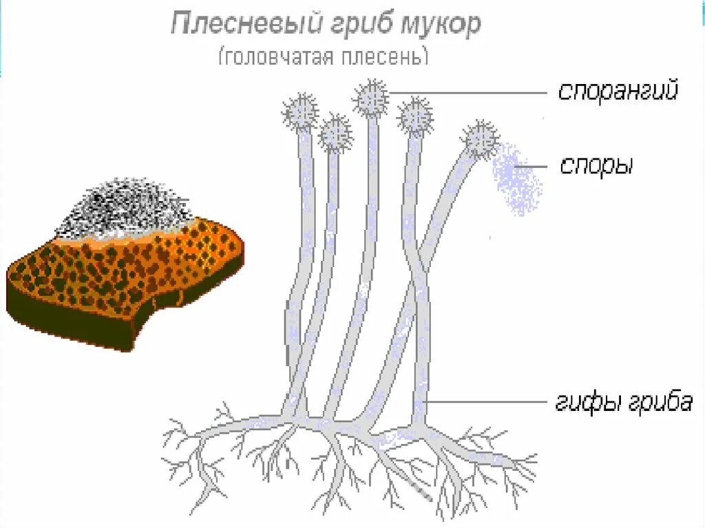 Примеры мукора. Строение плесневых грибов мукор. Плесневелый гриб мукор строение. Строение плесневелого гриба мукора. Строение плесневого гриба мукора.