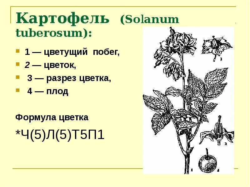 Формулу цветка ч5л5т5п1 имеют. Solanum tuberosum побеги. Формула цветка картофеля. Solanum tuberosum формула цветка. Полисахариды побегов Solanum tuberosum что это.