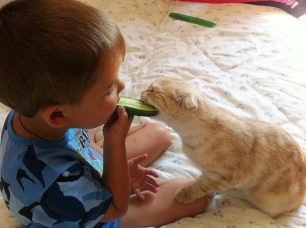 Смешные дети и животные. Дети и животные юмор. дети и коты приколы. забавные дети и коты едят. ребенок и кот юмор.