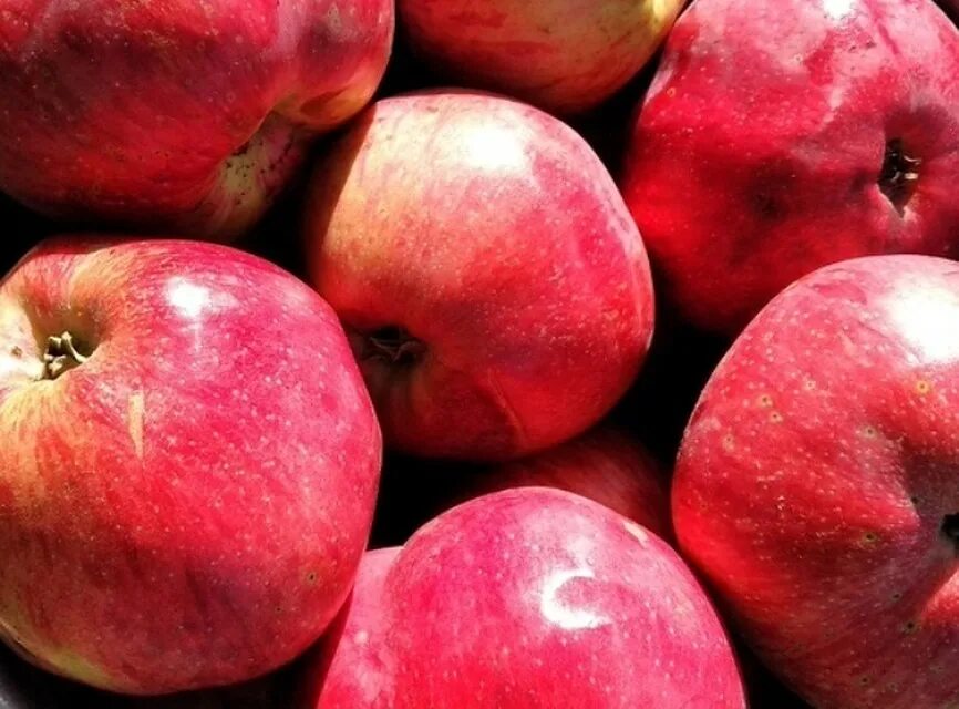 сорт красных яблок 4 буквы