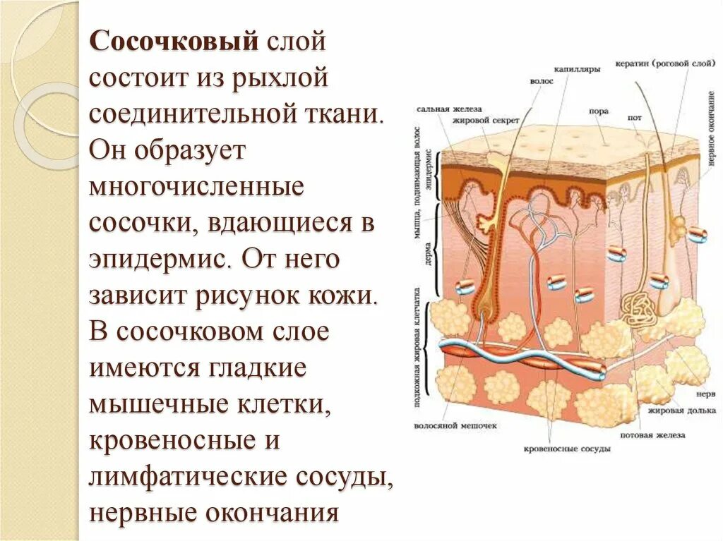 Какая структура кожи мощная у тюленей. Строение кожи сосочковый слой. Сосочковый слой кожи образован тканью. Эпидермис сосочковый слой сетчатый слой. Сосочковый слой кожи клетки рисунок.