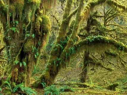 Forest best