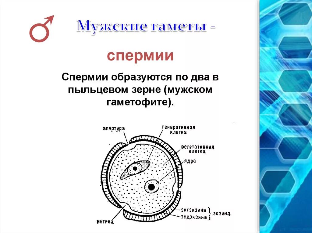 Мужские гаметы спермии. Мужская половая клетка — спермий.. Мужские половые клетки спермии. Структура мужских половых клеток. Мужские гаметы образуют