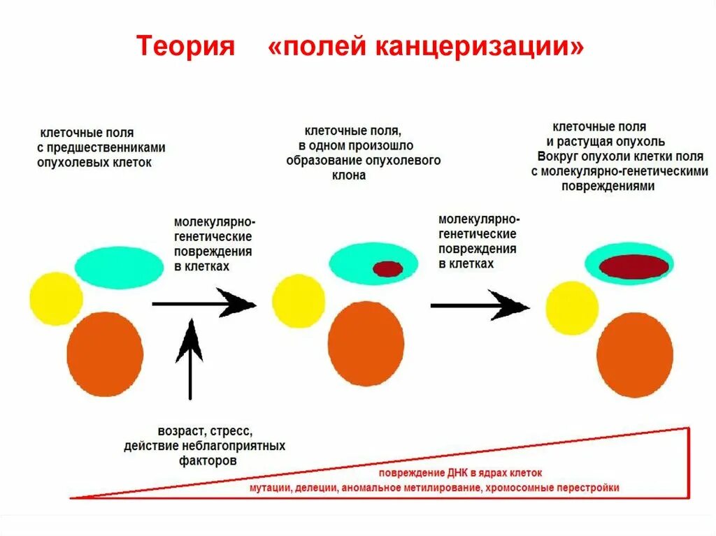 Теория молекулярного поля