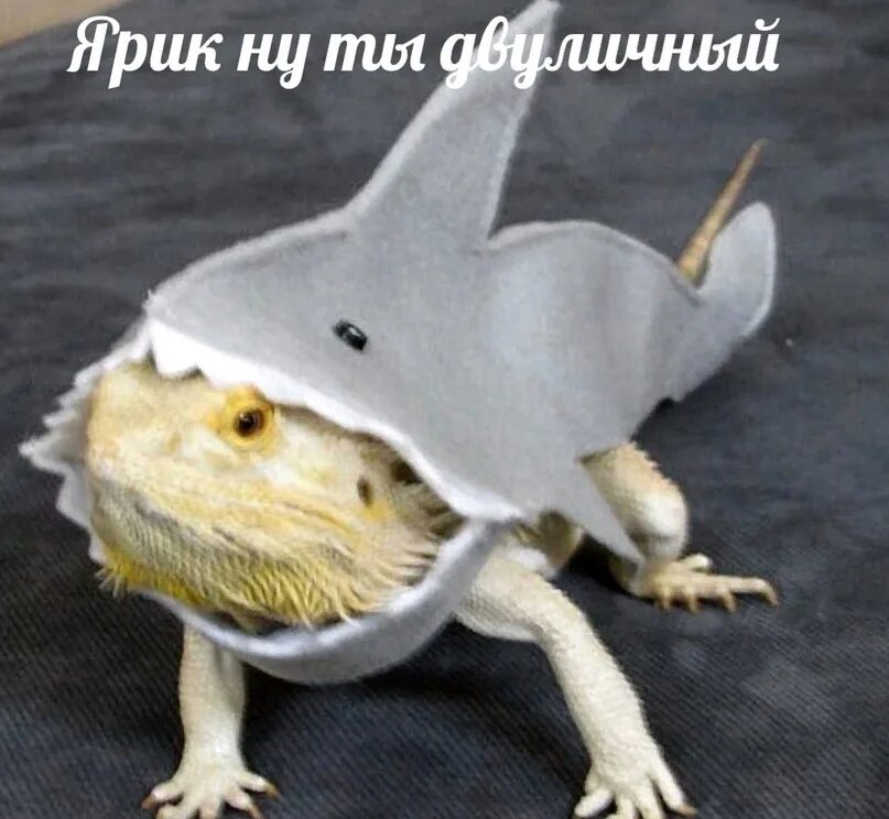 Мемы про акул. Акува. Мем акува тиванозавл. Акува. Дельфины и акулы.