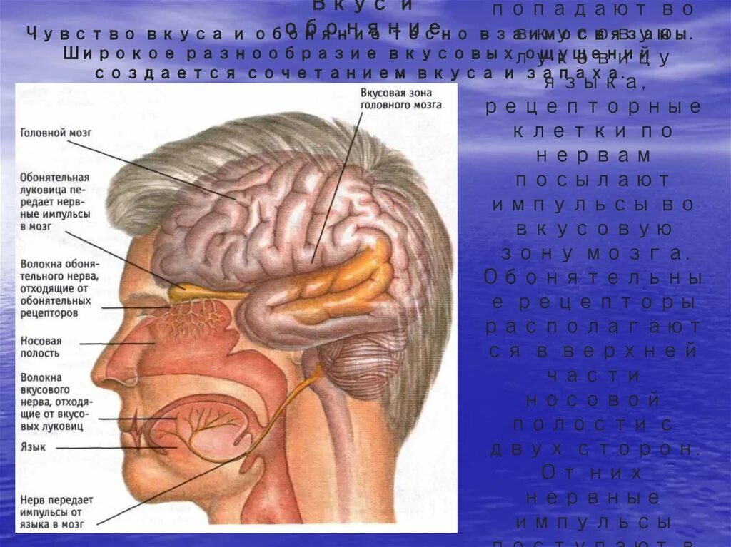 Обонятельные доли мозга. Центральный отдел обонятельного анализатора расположен в. Обонятельный и вкусовой анализаторы мозг. Обонятельная зона расположена в мозге. Мозг восприятие вкуса и обоняния.