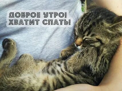 Просыпайся картинки смешные