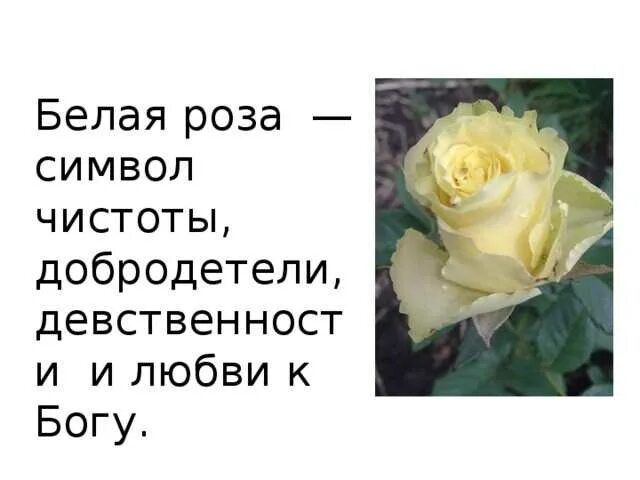 Белые розы на языке цветов означает. Цитаты про розы. белая роза символ. высказывания о розах.