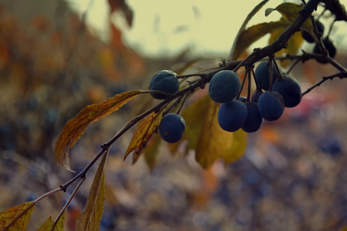 Рубин терновник. Тернослива тагил. Тернослива дерево. Терновник смысл. Тёрн ягода дерево.