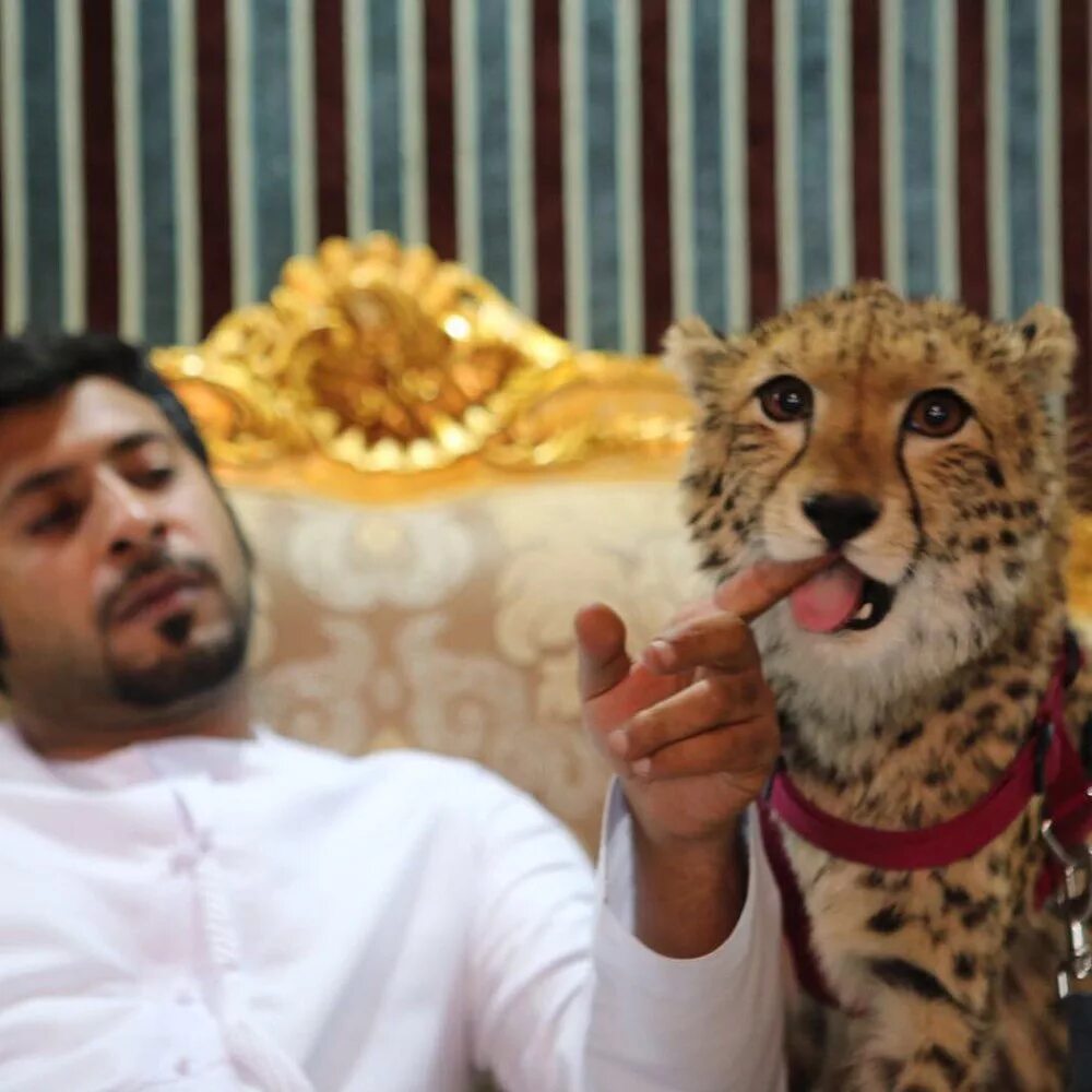 Шейх с тигром. Арабские шейхи с животными. Шейх с гепардом. Араб с леопардом. Животные миллионеры