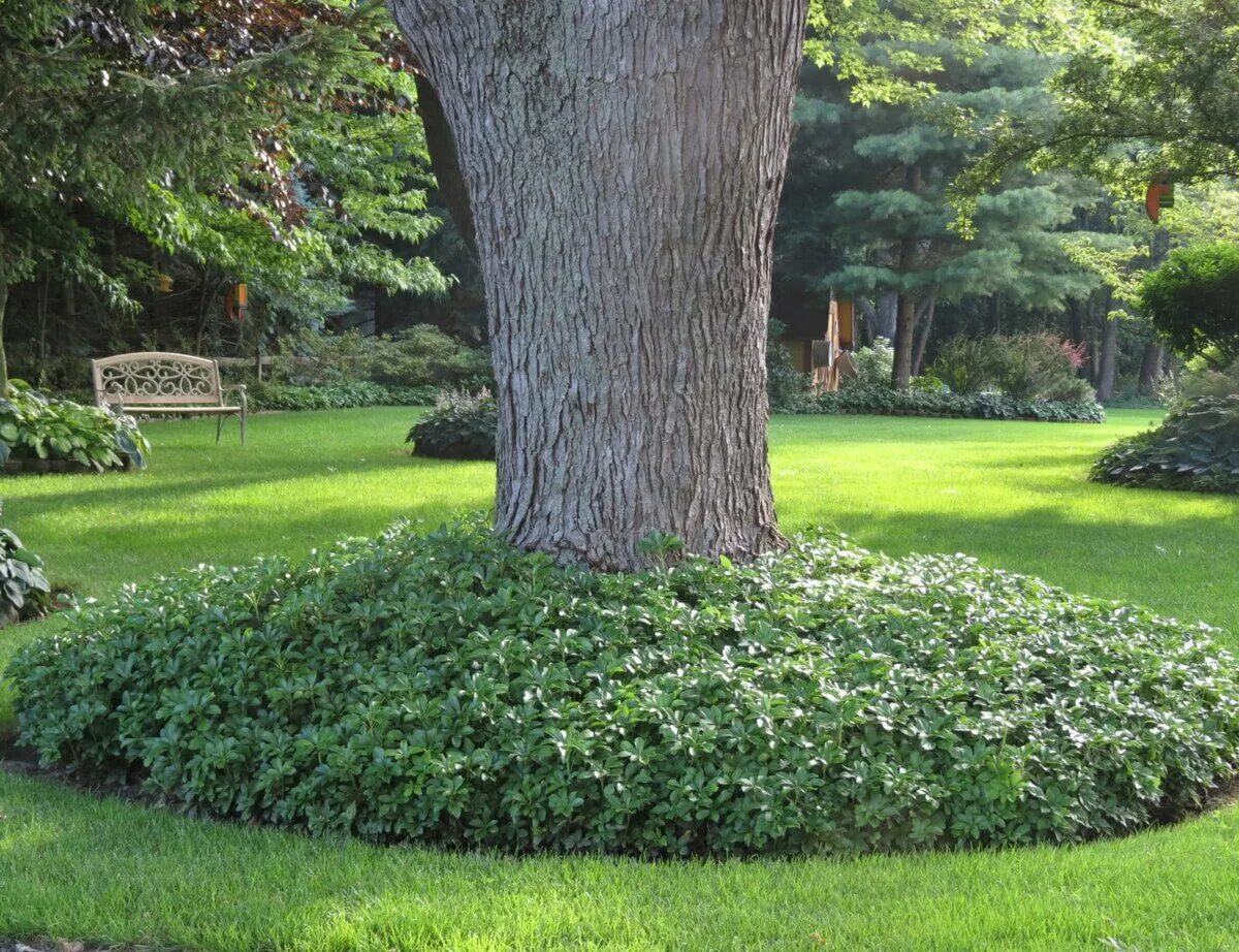 Пахизандра верхушечная Green Carpet. Пахизандра верхушечная Грин карпет. Пахизандра Вариегата. Пахизандра почвопокровная.