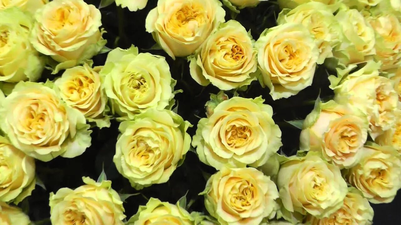 Galapagos diving turtle. Тату водная черепаха. Ros turtle. Роза тартл. Черепаха с розой.