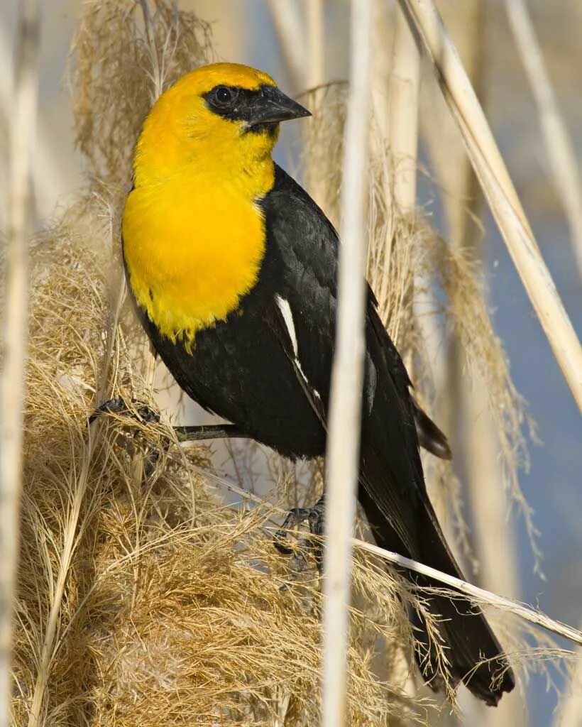 Black bird with yellow. Yellow headed blackbird. Xanthocephalus xanthocephalus;. Yellow headed. Желтая птица с черной головой.