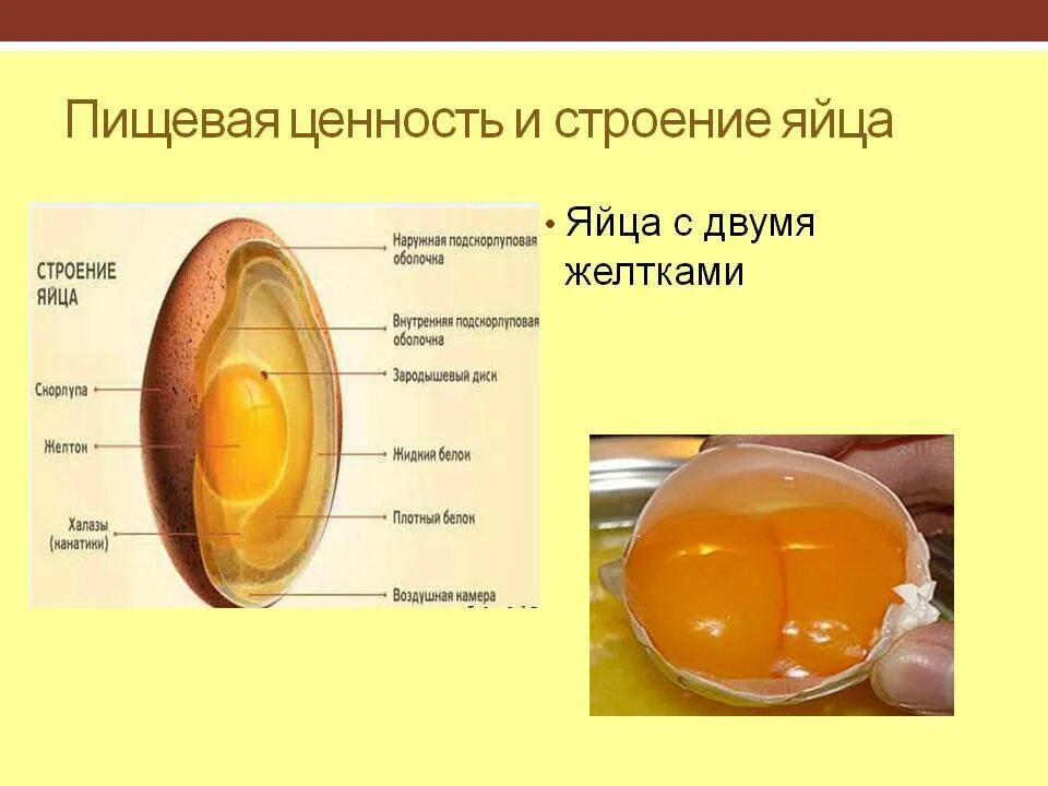Яйцо куриное состав и пищевая ценность. Строение куриного яйца. Белок и желток в яйце. Строение желтка яйца.