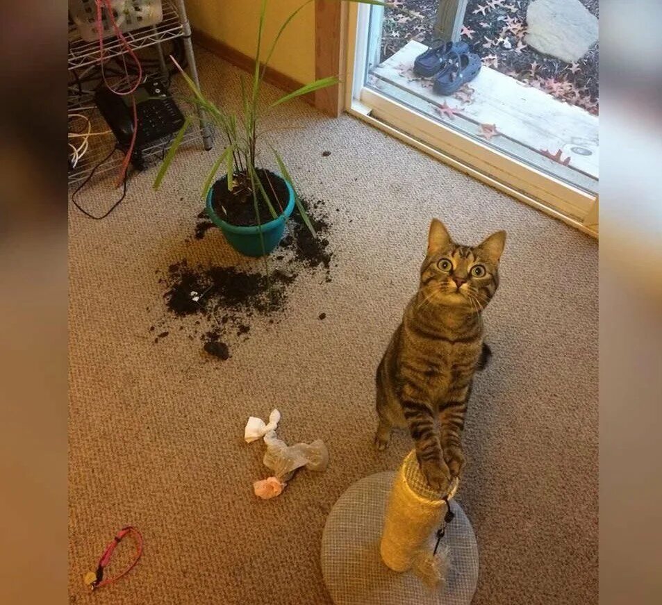 Разбитый кот. Кот уронил. Кот разбил. Кот уронил горшок. Кот уронил цветок.