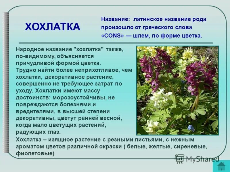Цветок хохлатка фото и описание. Хохлатка растение.