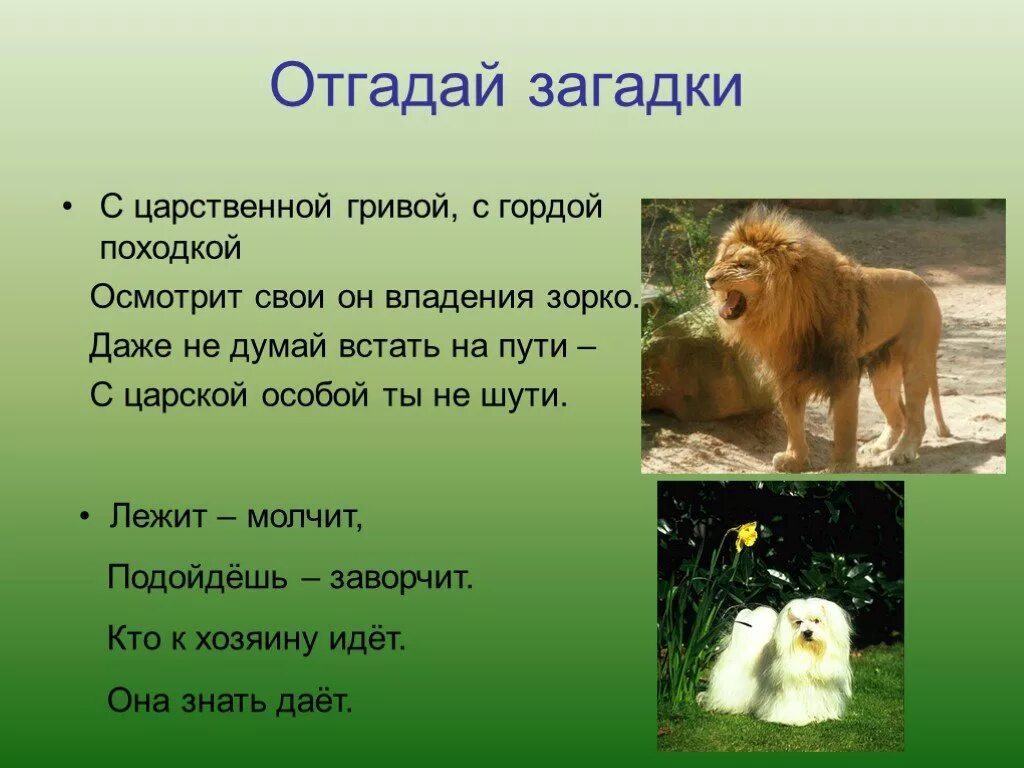 Лев и собачка толстой план 3 класс. Загадка про Льва. Загадка про Льва для детей. Загадки про Львов.