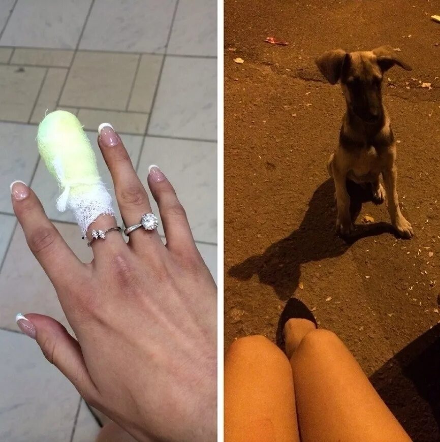 Укус пальца собакой. Собака на руках. Маленькая собачка на руках.