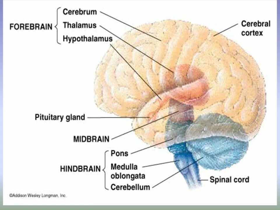 Brains behind. Forebrain. Hindbrain. Укажите дублет "Cerebrum". Таламус Бехтерева.