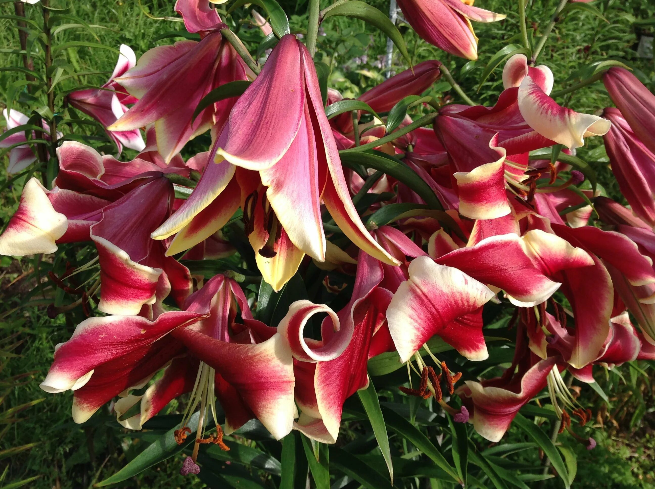 Lilium African Lady Flower Show at Hampton Court
