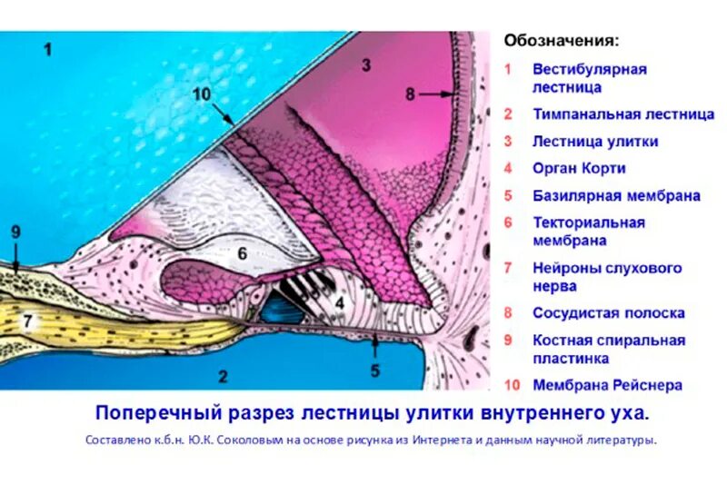 Кортиев орган вестибулярный аппарат. Барабанная лестница гистология. Поперечный разрез улитки внутреннего уха. Улитка уха в разрезе. Внутреннее ухо улитка в разрезе.