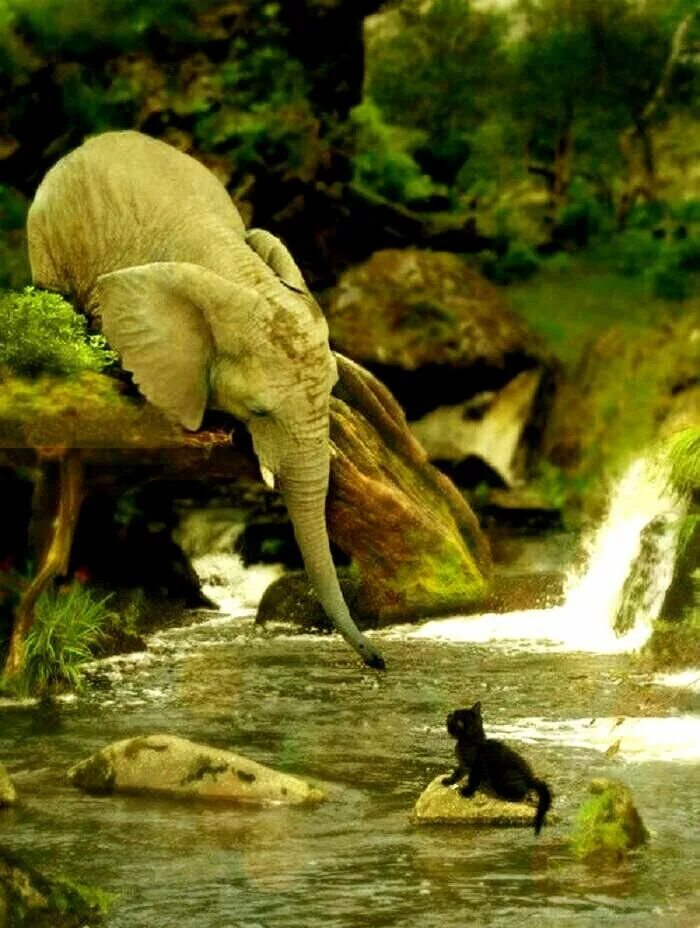 Others animals