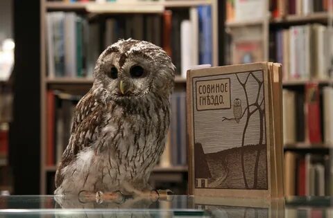 Книга филинов
