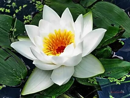 Тұңғиық фотолар