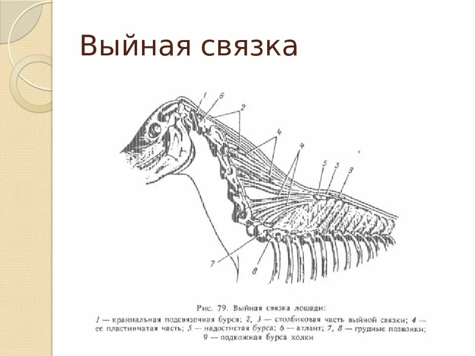 Область шеи животных. Выйная связка крс. выйная связка лошади анатомия. выйная связка коровы анатомия. выйная область шеи у животных.