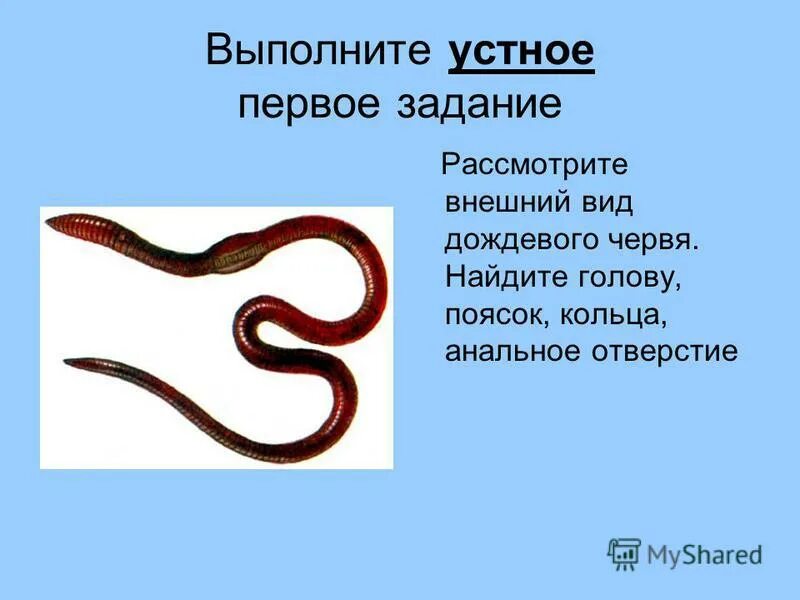 Лабораторная работа по теме дождевой червь. Лабораторная работа по теме дождевой червь