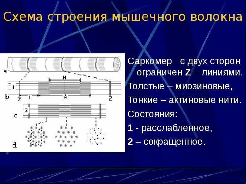 Строение мышечного волокна саркомер. Саркомеры поперечно полосатого мышечного волокна. Структуры саркомера поперечно-полосатого мышечного волокна.. Строение триады мышечного волокна. Передача пд