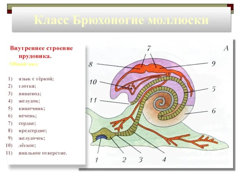 Язык моллюсков. Класс брюхоногие моллюски внутреннее строение. Малый прудовик внутреннее строение. Строение брюхоногой улитки. Строение брюхоногого моллюска улитки.