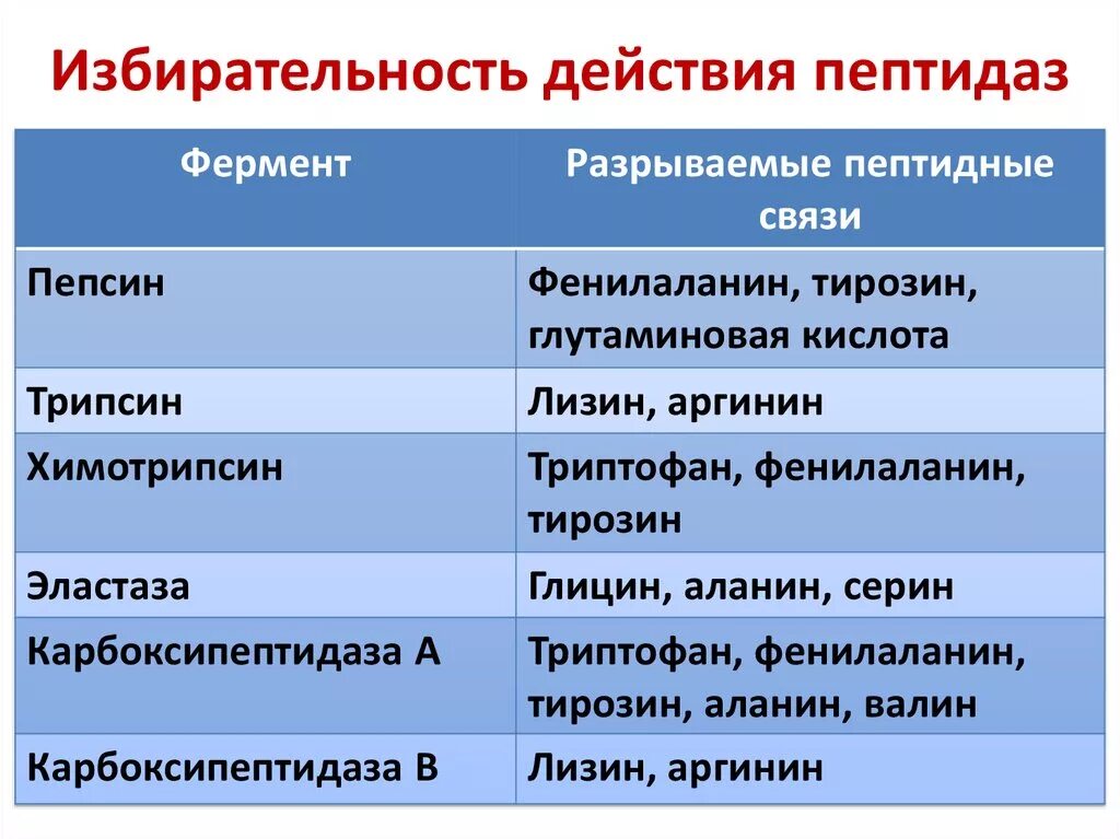 Какой фермент способен расщеплять пептиды