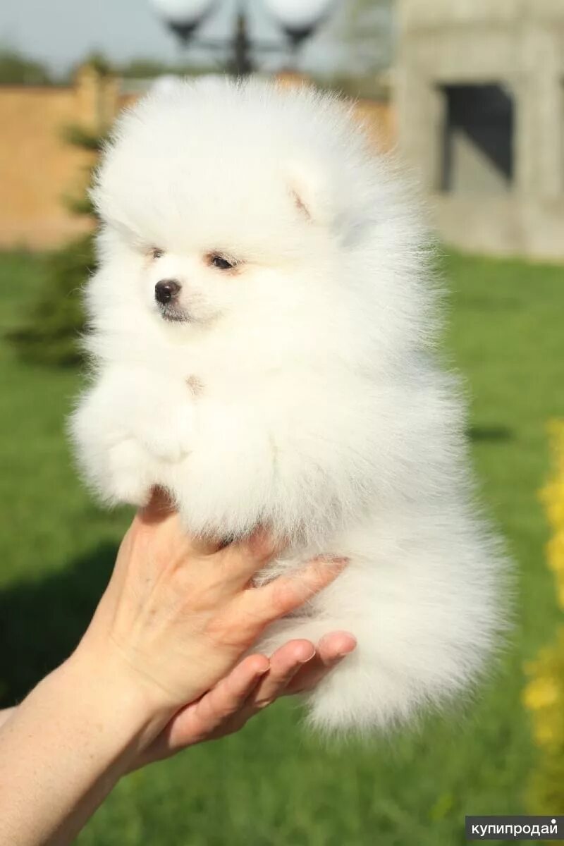 Сколько стоят дешевые собаки. Декоративные собаки. Карликовые породы. Сколько стоят дешевые собаки. Миниатюрный померанский шпиц.