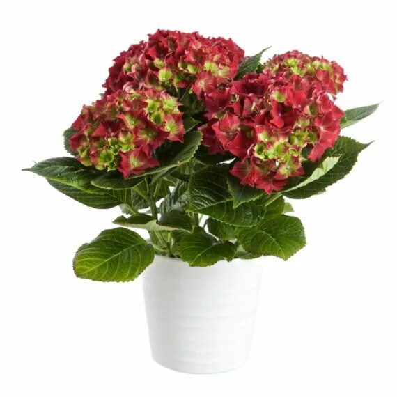 Гортензия крупнолистная Royal Red, саженцы с доставкой