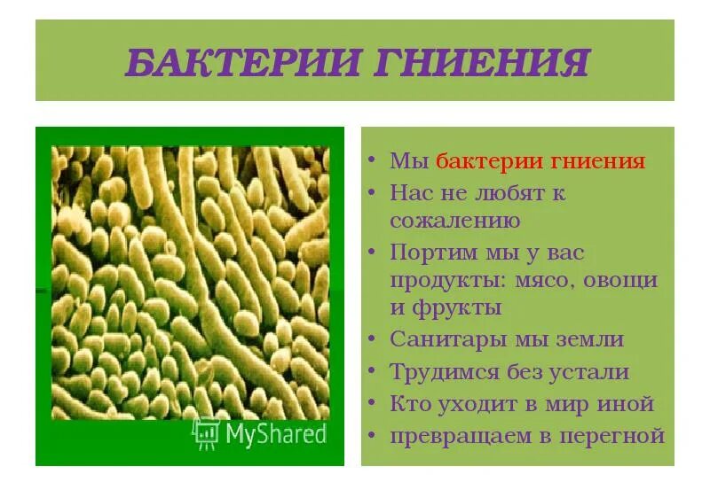 Бактерии гниения значение. Бактерии гниения. Бактерии гниения роль в природе. Роль бактерий гниения. Бактерии гниения роль в жизни человека.