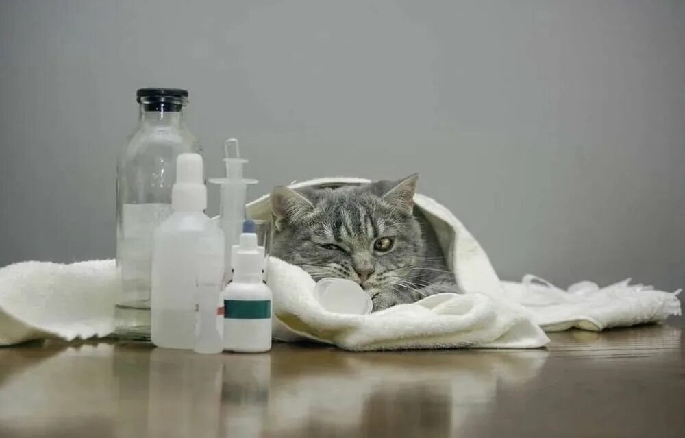 Коте процедура