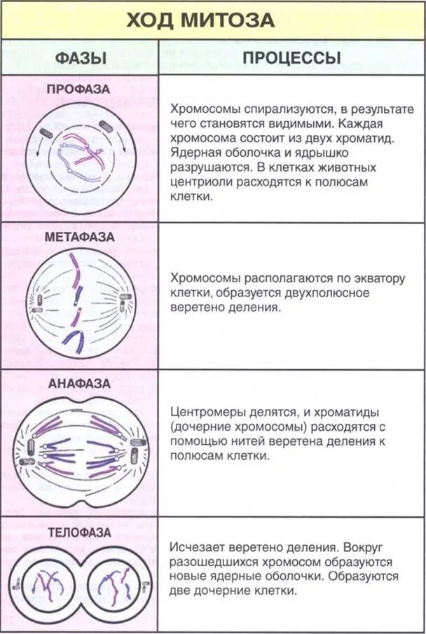 Состоит из четырех фаз. Фазы деления клетки митоз рисунок. Таблица фаза митоза схематическое изображение события фазы. Фаза деления клетки профаза. Изображение фаз митоза.