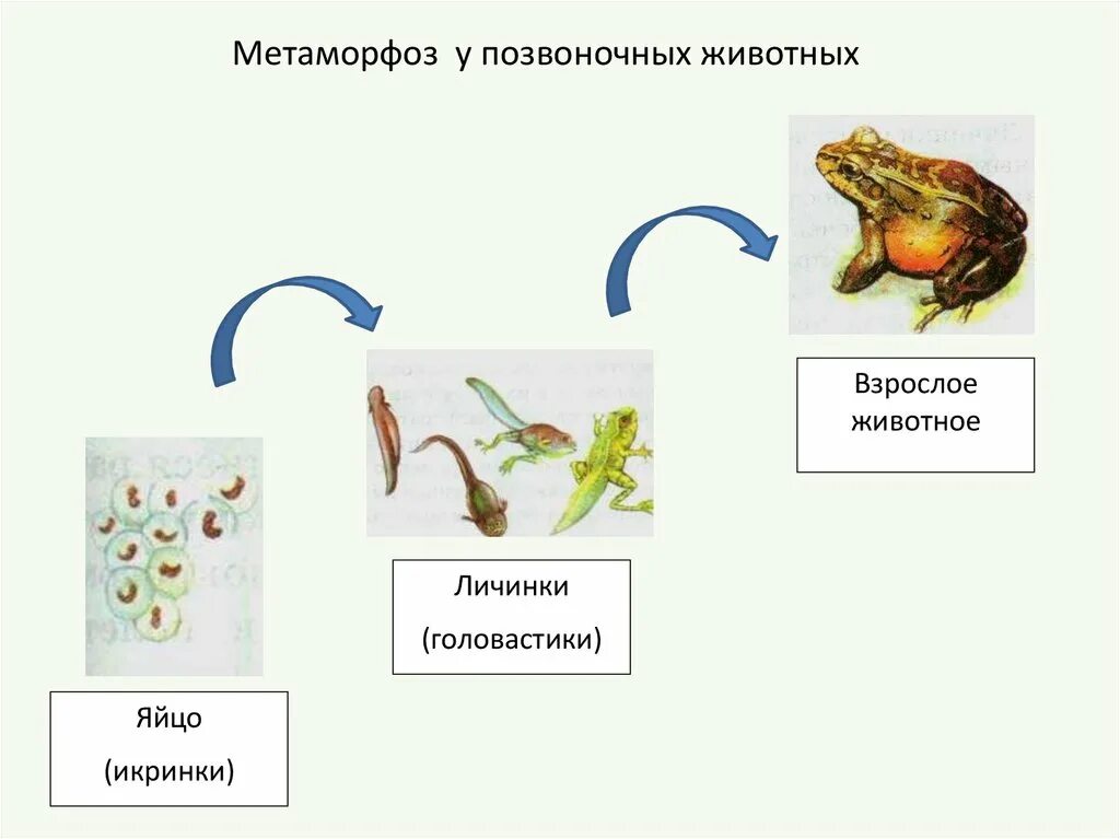 Развитие с превращением у животных. Метаморфоз у животных. Метаморфоз у позвоночных. Развитие животных с метаморфозом. Метаморфоз группа