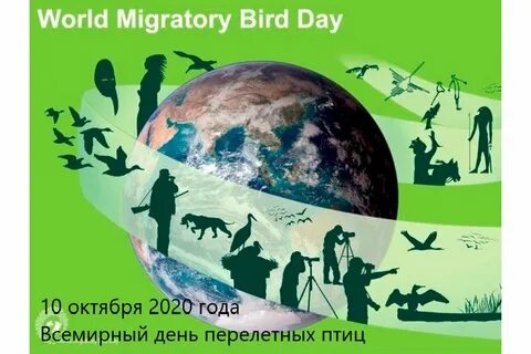 День мигрирующих птиц 2024