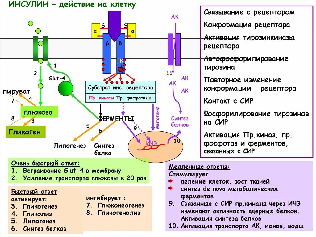 Участвует в синтезе инсулина. Молекулярный механизм секреции инсулина. Механизм действия инсулина. Механизм действия инсулина биохимия схема. Схема действия инсулина.