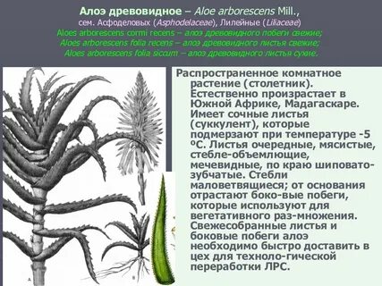 Особенности внешнего строения алоэ