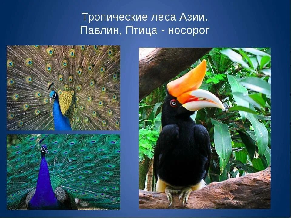 Тропические животные 1 класс. Тропический лес животные. Животные и растения тропиков. Обитатели тропического леса животные. Птицы субтропиков.