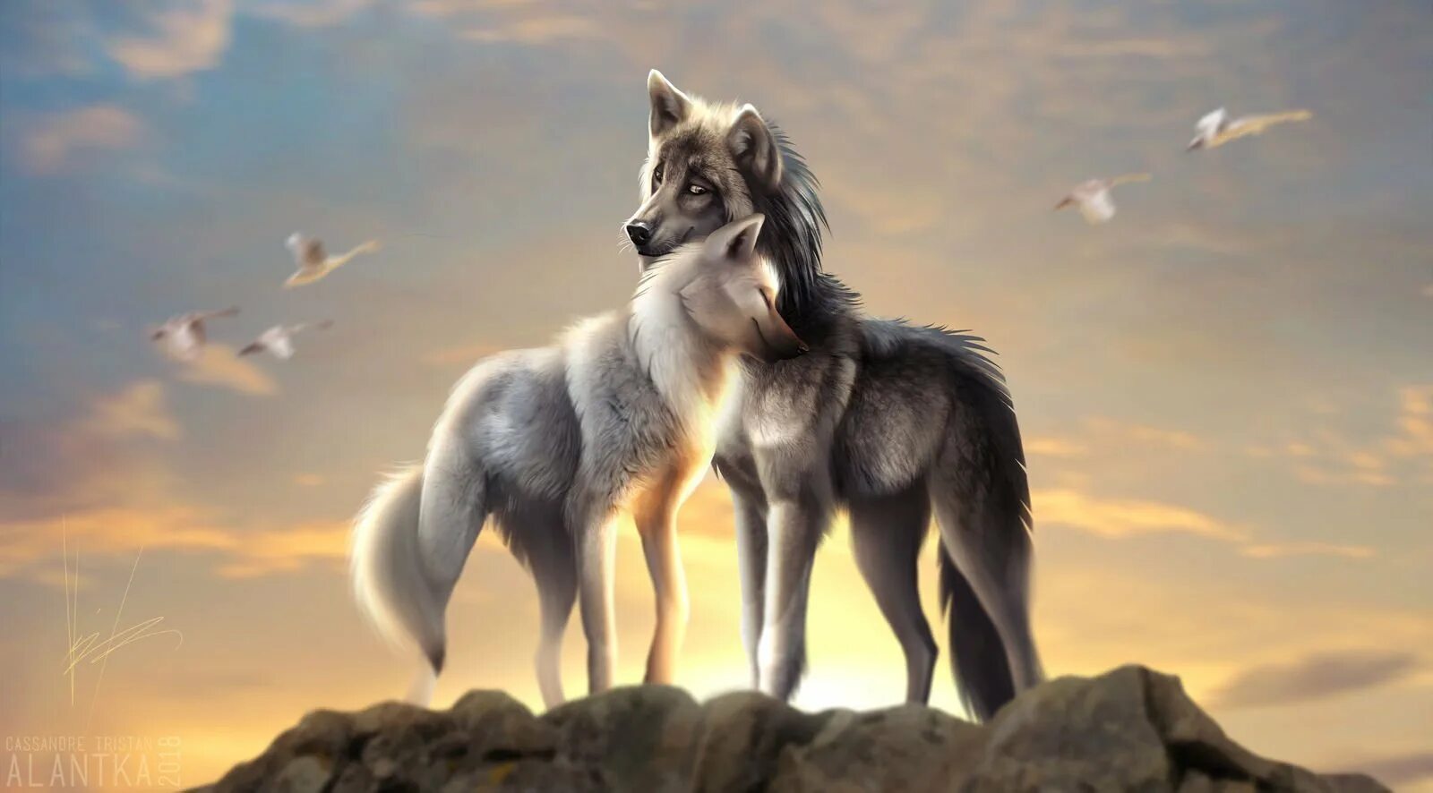 Красивые обои волки. Волк и волчица. Волки любовь. Красивый волк.