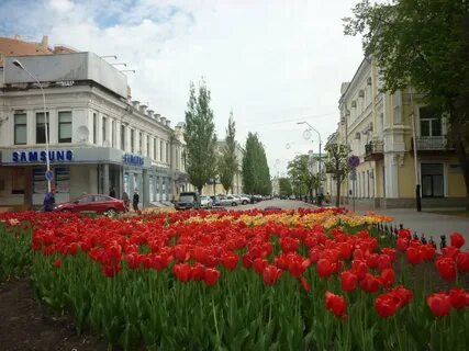 Тюльпаны томск